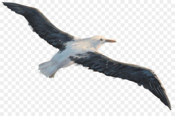 Bird, Eagle, Potton Burton, Beak PNG