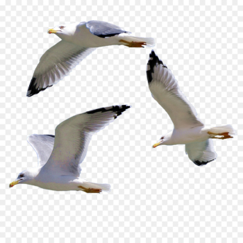 Bird European Herring Gull Gulls - Seagull Bird European Herring Gull Gulls - Seagull