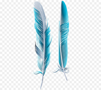 Bird Feather Blue Asiatic peafowl - Blue Feather Bird Feather Blue Asiatic peafowl - Blue Feather