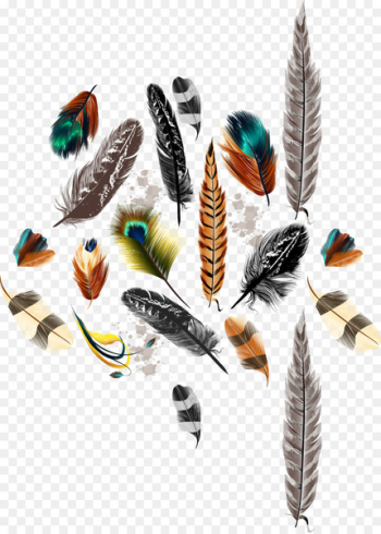 Bird Feather Drawing Color - Vector feather Bird Feather Drawing Color - Vector feather