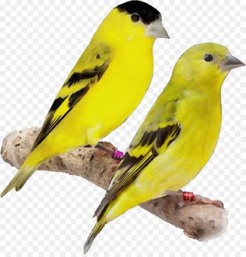 bird finch atlantic canary beak songbird bird finch atlantic canary beak songbird