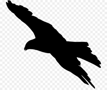 Bird flight Bird flight Bald Eagle Silhouette - Bird Bird flight Bird flight Bald Eagle Silhouette - Bird