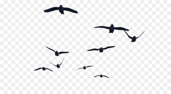 Bird flight Bird flight Clip art - Bird PNG Bird flight Bird flight Clip art - Bird PNG