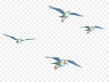 Bird flight Bird flight Clip art - Flying Birds Png Bird flight Bird flight Clip art - Flying Birds Png