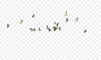 Bird flight Bird flight - Flying geese Bird flight Bird flight - Flying geese