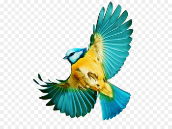 Bird Flight Budgerigar Parrot Portable Network Graphics - bird 