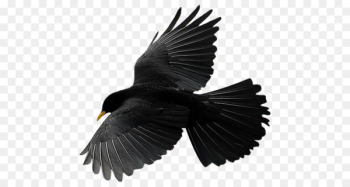Bird Flight Common raven Vector graphics Crow - bird Bird Flight Common raven Vector graphics Crow - bird