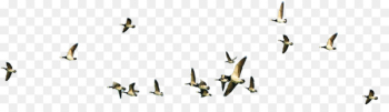 Bird Flight Flock - Flying bird Bird Flight Flock - Flying bird
