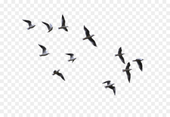 Bird Flight Gulls - flying bird Bird Flight Gulls - flying bird