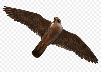 Bird Flight Heron Buzzard Falcon - bird Bird Flight Heron Buzzard Falcon - bird