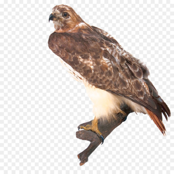 Bird Flight Portable Network Graphics T-shirt Iron-on - bird Bird Flight Portable Network Graphics T-shirt Iron-on - bird