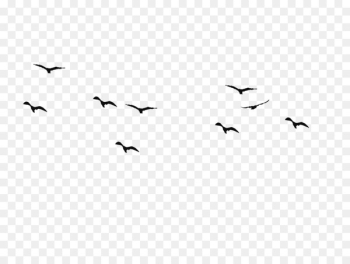 Bird flight Swallow Silhouette Drawing - Bird Bird flight Swallow Silhouette Drawing - Bird