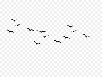 Bird Flock Clip art - Bird Bird Flock Clip art - Bird
