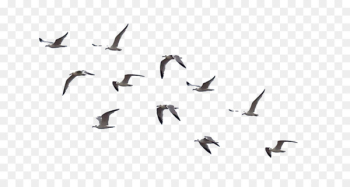 Bird Flock Drawing Clip art - Bird Bird Flock Drawing Clip art - Bird