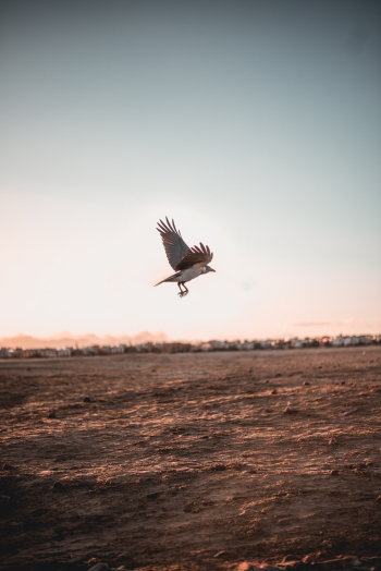 Bird Flying Bird Flying