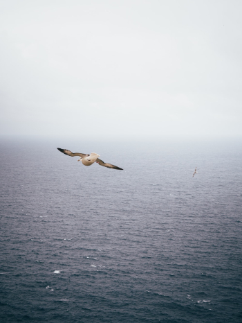 Bird Flying Bird Flying