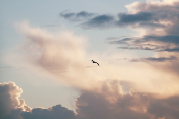 Bird Flying Bird Flying