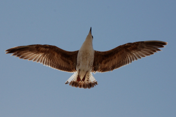 Bird Flying Bird Flying
