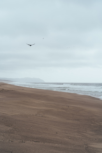 Bird Flying Over Sandy Beach Of The Blue Sea Under Gray Sky Bird Flying Over Sandy Beach Of The Blue Sea Under Gray Sky