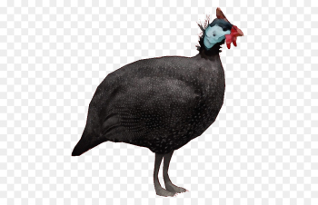 bird fowl flightless bird beak cassowary bird fowl flightless bird beak cassowary