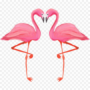 Bird Greater flamingo American flamingo - flamingo illustration 