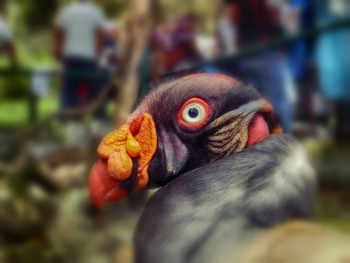 Bird Head Bird Head