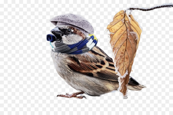 bird house sparrow songbird jay perching bird bird house sparrow songbird jay perching bird