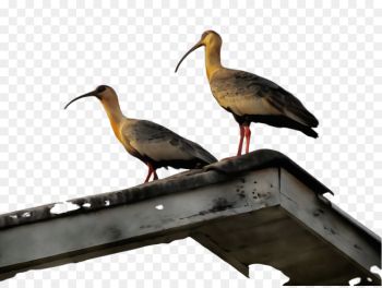 bird ibis beak shorebird crane-like bird bird ibis beak shorebird crane-like bird