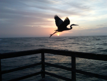 Bird In Flight Bird In Flight