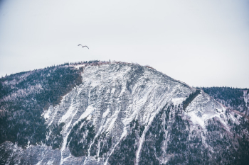 Bird in Flight over Mountain Bird in Flight over Mountain