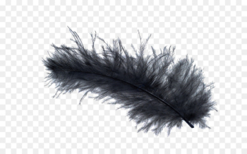 Bird Light Feather stock.xchng Black - Black Feather Bird Light Feather stock.xchng Black - Black Feather