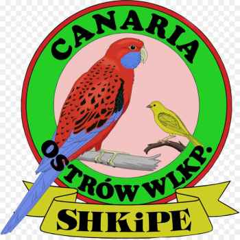 Bird Macaw Parakeet Beak Clip art - bird Bird Macaw Parakeet Beak Clip art - bird