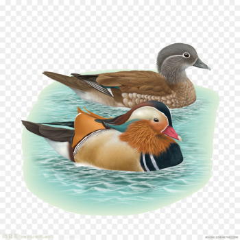 Bird Mandarin duck Echtpaar Fenghuang - Bathing duck Bird Mandarin duck Echtpaar Fenghuang - Bathing duck