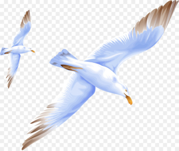 Bird Miaodao Archipelago Gulls Portable Network Graphics Image - bird 