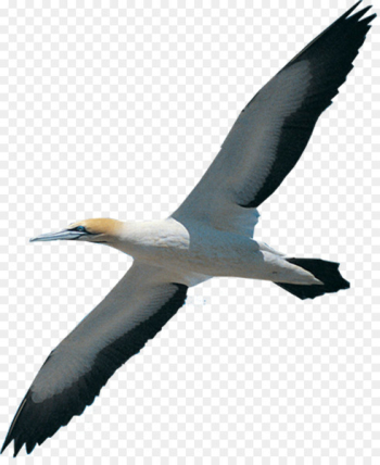 Bird migration Beak Northern gannet White stork - bird Bird migration Beak Northern gannet White stork - bird