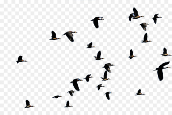 Bird migration Flight Duck Animal migration - flying bird Bird migration Flight Duck Animal migration - flying bird