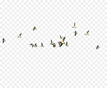 Bird migration Poster - Flying the bird Bird migration Poster - Flying the bird