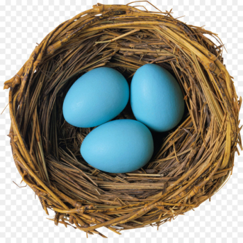Bird nest Bird egg - Nest,Eggs Bird nest Bird egg - Nest,Eggs