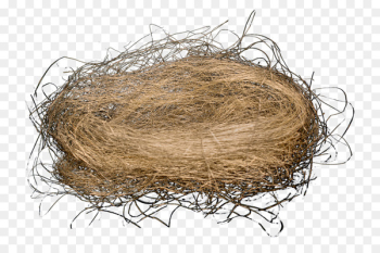 Bird nest Bird nest Egg - nest Bird nest Bird nest Egg - nest