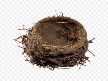 Bird nest Clip art - A nest Bird nest Clip art - A nest