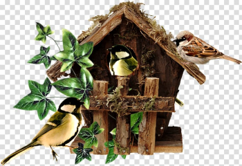 Bird nest Domestic canary Bird Food Moineau, Bird transparent background PNG clipart Bird nest Domestic canary Bird Food Moineau, Bird transparent background PNG clipart