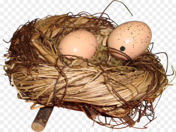 Bird nest Egg - Nest Bird nest Egg - Nest