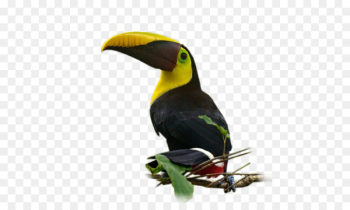 Bird Nom d'oiseau Parakeet Beak Feather - Bird Bird Nom d'oiseau Parakeet Beak Feather - Bird