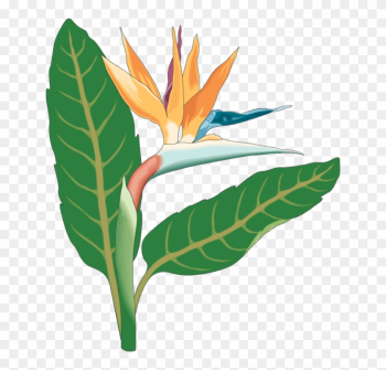 Bird Of Paradise Flower Clipart - Bird Of Paradise Flower Clip Art