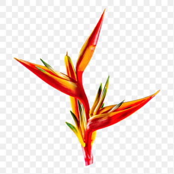 Bird of paradise flower png | Free PNG - rawpixel