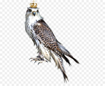 Bird of prey Owl Blog Eagle - bird Bird of prey Owl Blog Eagle - bird