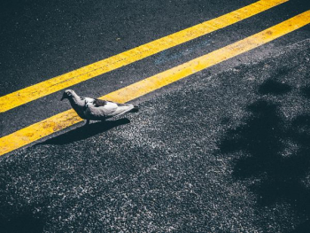 bird on asphalt road bird on asphalt road