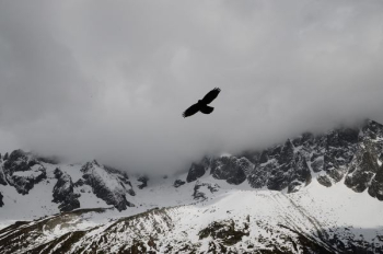 bird on flight over snow capped mountain bird on flight over snow capped mountain
