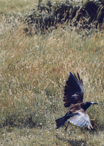 Bird On Grass Bird On Grass