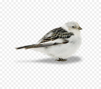 Bird, Owl, Sparrow, Vertebrate PNG Bird, Owl, Sparrow, Vertebrate PNG